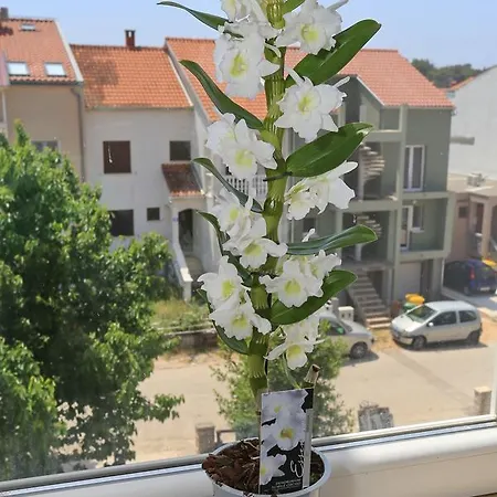 Marinovic Apartman *